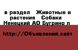  в раздел : Животные и растения » Собаки . Ненецкий АО,Бугрино п.